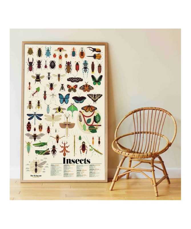 Poster - Les insectes