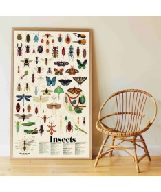 Poster - Les insectes