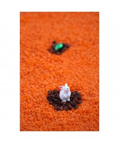 Bouteille sensorielle - Observation - Lapin
