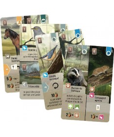 Forêt Mixte - Dartmoor