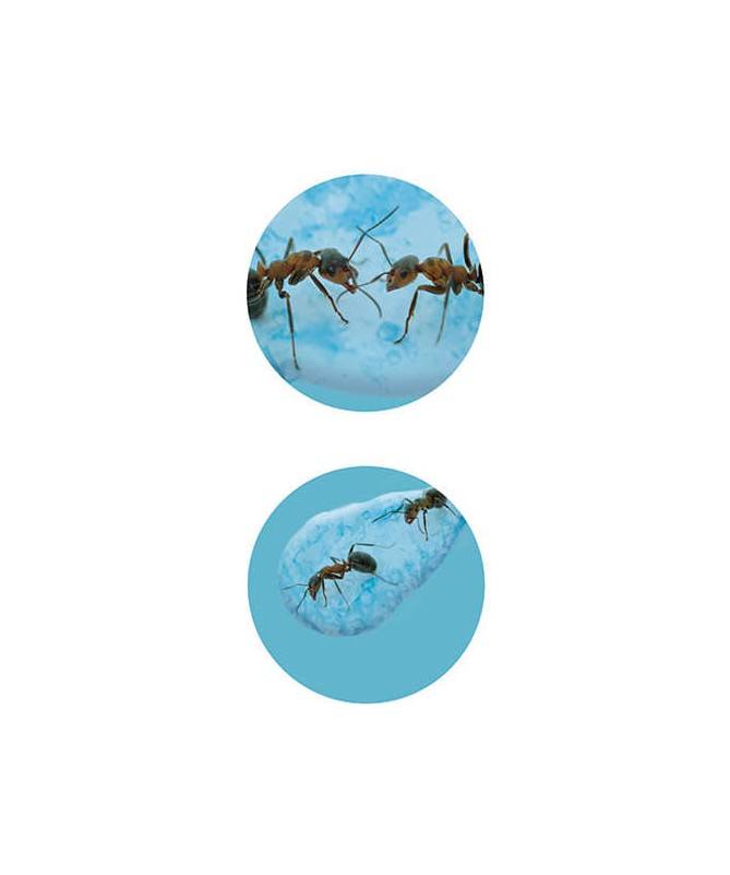 Mini Monde des Fourmis Mini Monde des Fourmis